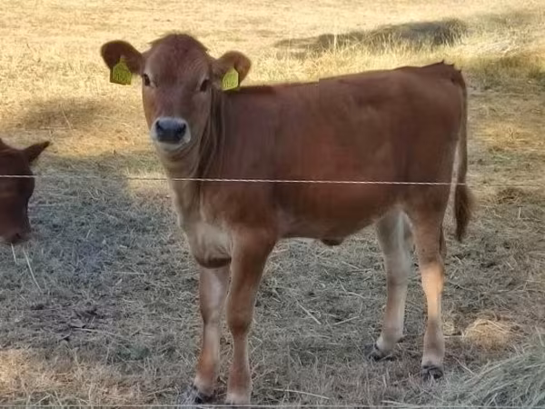Vaca, Raça Jersey — Hungria