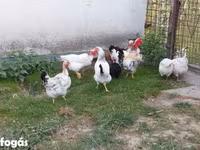 Chickens — الصورة 2