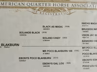 Pastuv, Quarter Horse — fotografija 4