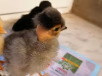 Chickens — fotografija 4