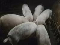 सूअर (लॉट, लिंग निर्दिष्ट नहीं) — फ़ोटो 3