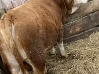 Toro, Raza gris húngara — foto 2