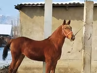 Horse (M), Karabair horse — photo 2