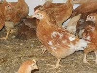 Chickens — foto 1