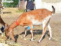 عنزة, Nubian Goat — الصورة 3