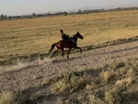 Kobila, French Trotter — fotografija 5