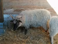 Sheep, Racka sheep — photo 3