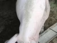 Säue, Schweine — Foto 1