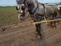 公马, Horses — 照片 2
