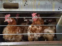 Chickens — 照片 3