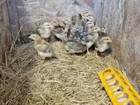 Chickens — 照片 2
