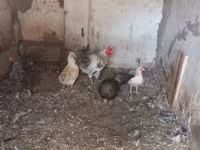 Chickens — الصورة 4