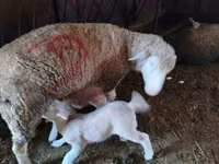 母羊, Sheep — 照片 1