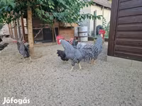 Chickens — الصورة 3