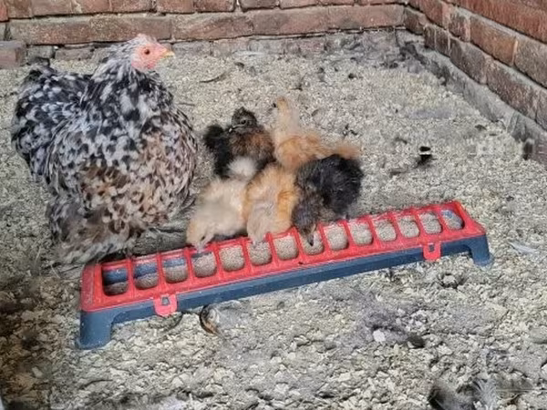 Silkie
