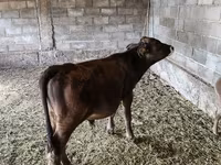 Bull, Brown Latvian — photo 3