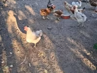 Chickens — zdjęcie 7