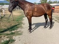 Kobila, Hungarian horse breed — fotografija 5