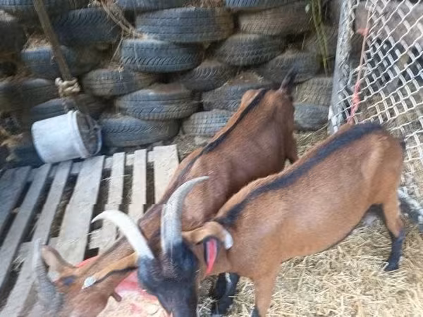 Cabra, Cabras — Hungria