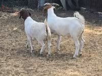 बकरियाँ (लॉट, लिंग निर्दिष्ट नहीं), Boer goat — फ़ोटो 3