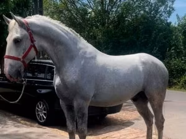 Pastuv, Lipizzaner