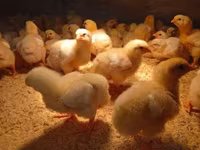 Chickens — fotografija 1