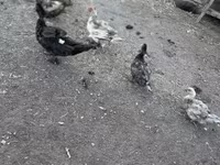 Ducks — zdjęcie 5