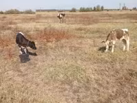 公牛, Russian Black pied cattle — 照片 2