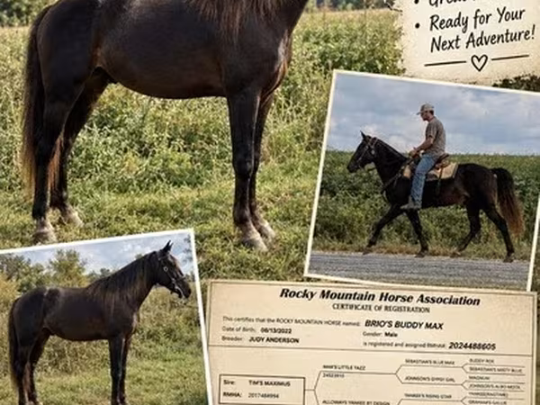 Pastuv, Rocky Mountain Horse
