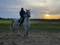 Pastuv, Lipizzaner — fotografija 1