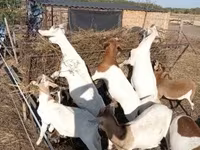 عنزة, Boer goat — الصورة 1