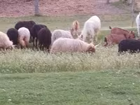 Widder, Racka sheep — Foto 5