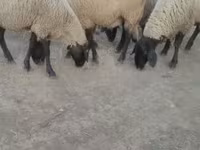 Oveja, Tsigai sheep — foto 2