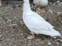Ducks — zdjęcie 2