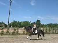 Koń, Konie — zdjęcie 3