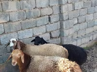 Moutons (lot, sexe non indiqué), Moutons — photo 1