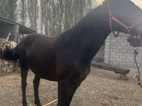 Jument, Percheron — photo 3