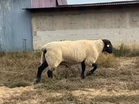 Qoʻchqor, White Suffolk sheep — 2-rasm