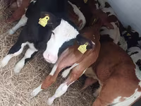 Touro, Simmental cattle — foto 3
