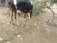 Krowa, Simmental cattle — zdjęcie 4