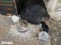 Chickens — फ़ोटो 6