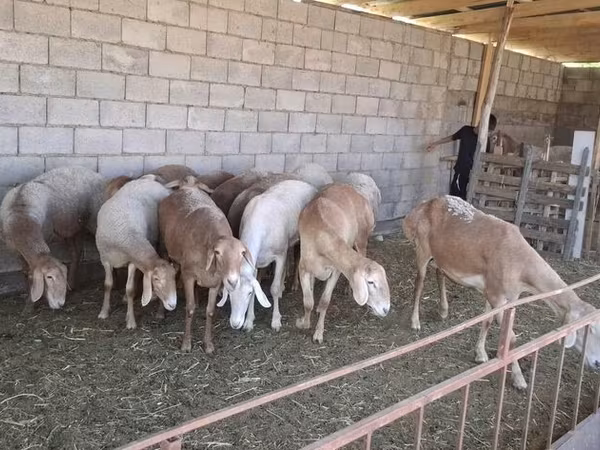 Ovan, Hissar sheep