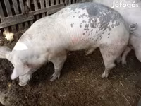 公猪, Pigs — 照片 1