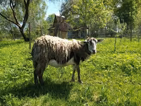 Koza, Kejobong goat — fotografija 1