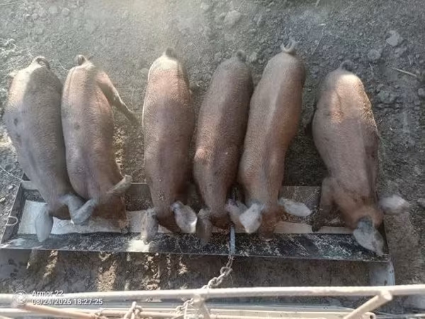 Świnie (partia, płeć nieokreślona),  — Węgry