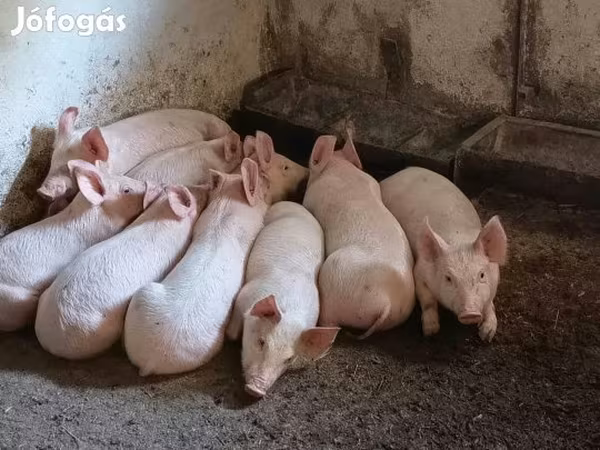 Locha, Świnie — Węgry