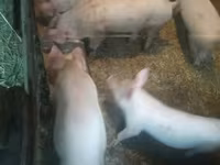 Porcs (lot, sexe non indiqué), Porcs — photo 2