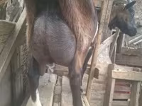 تيس, Nubian Goat — الصورة 5