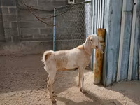 Koza, Kamori goats — fotografija 1