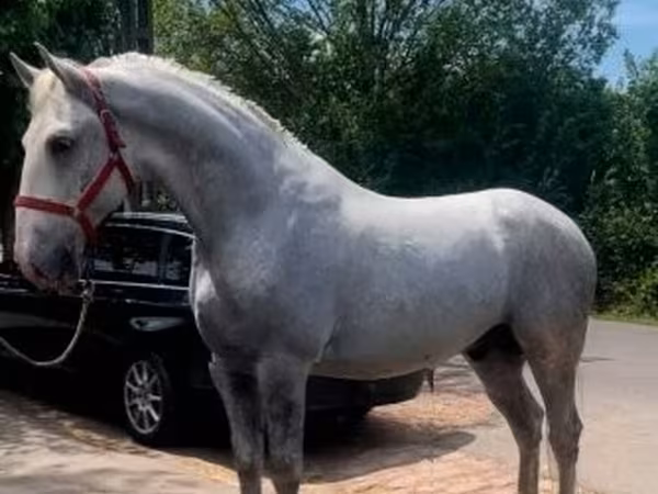 Koń, Lipizzaner
